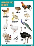 DOMESTIC BIRDS (�������� �����), ������ 45�60
