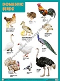 DOMESTIC BIRDS (�������� �����), ������ 45�60