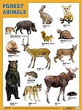   FOREST ANIMALS (������ ���������), ������ 45�60