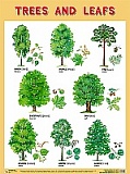 TREES AND LEAFS (������� � ������), ������ 45�60