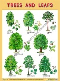 TREES AND LEAFS (������� � ������), ������ 45�60