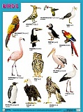 BIRDS (�����), ������ 45�60